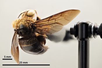 Media type: image;   Entomology 810622 Aspect: habitus dorsal view